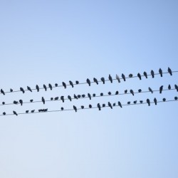 Birds Assembly